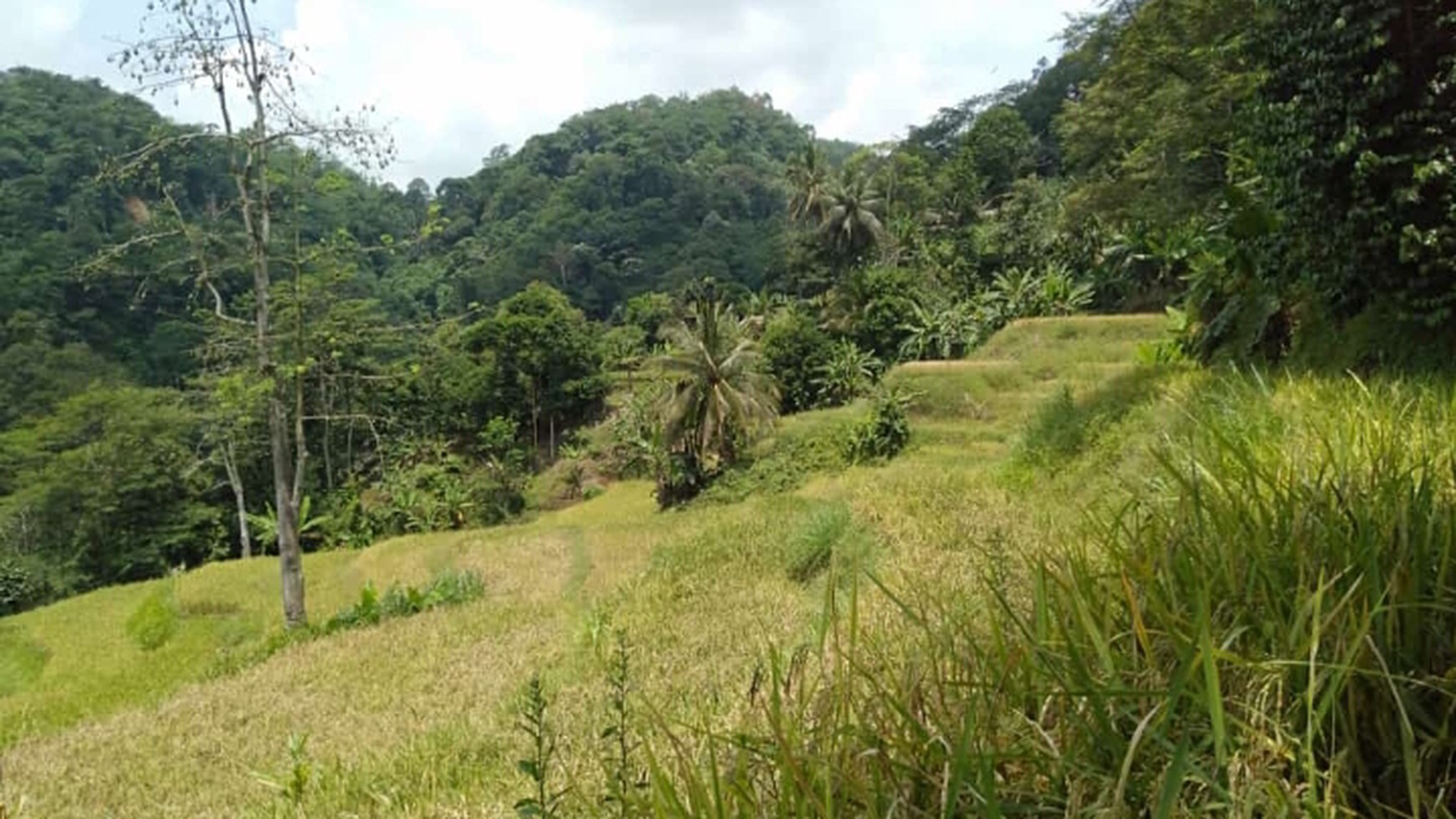 Lahan Bagus 5 Ha SHM di Lebak Banten ada Air Terjun, Duren dll