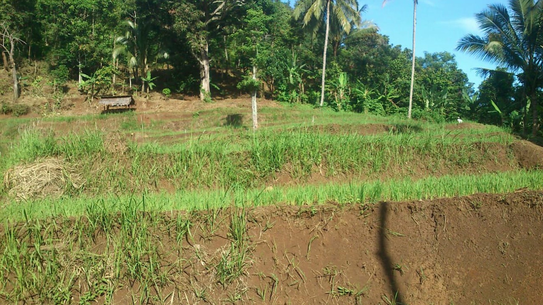 Lahan Bagus 5 Ha SHM di Lebak Banten ada Air Terjun, Duren dll