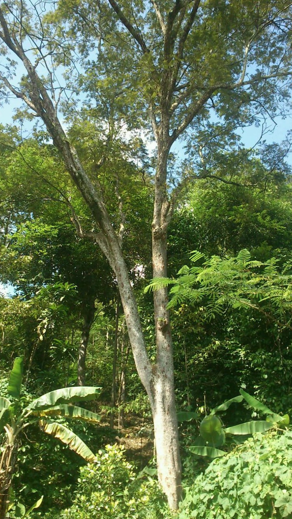 Lahan Bagus 5 Ha SHM di Lebak Banten ada Air Terjun, Duren dll
