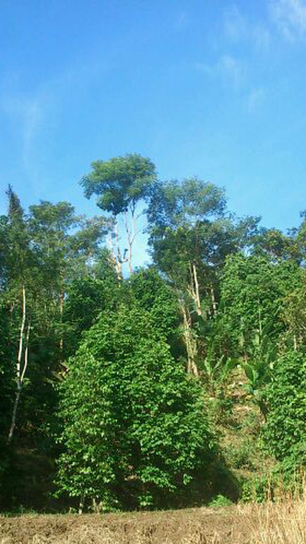 Lahan Bagus 5 Ha SHM di Lebak Banten ada Air Terjun, Duren dll