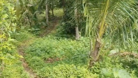 Land Freehold In Antosari Selemadeg Barat Tabanan Bali