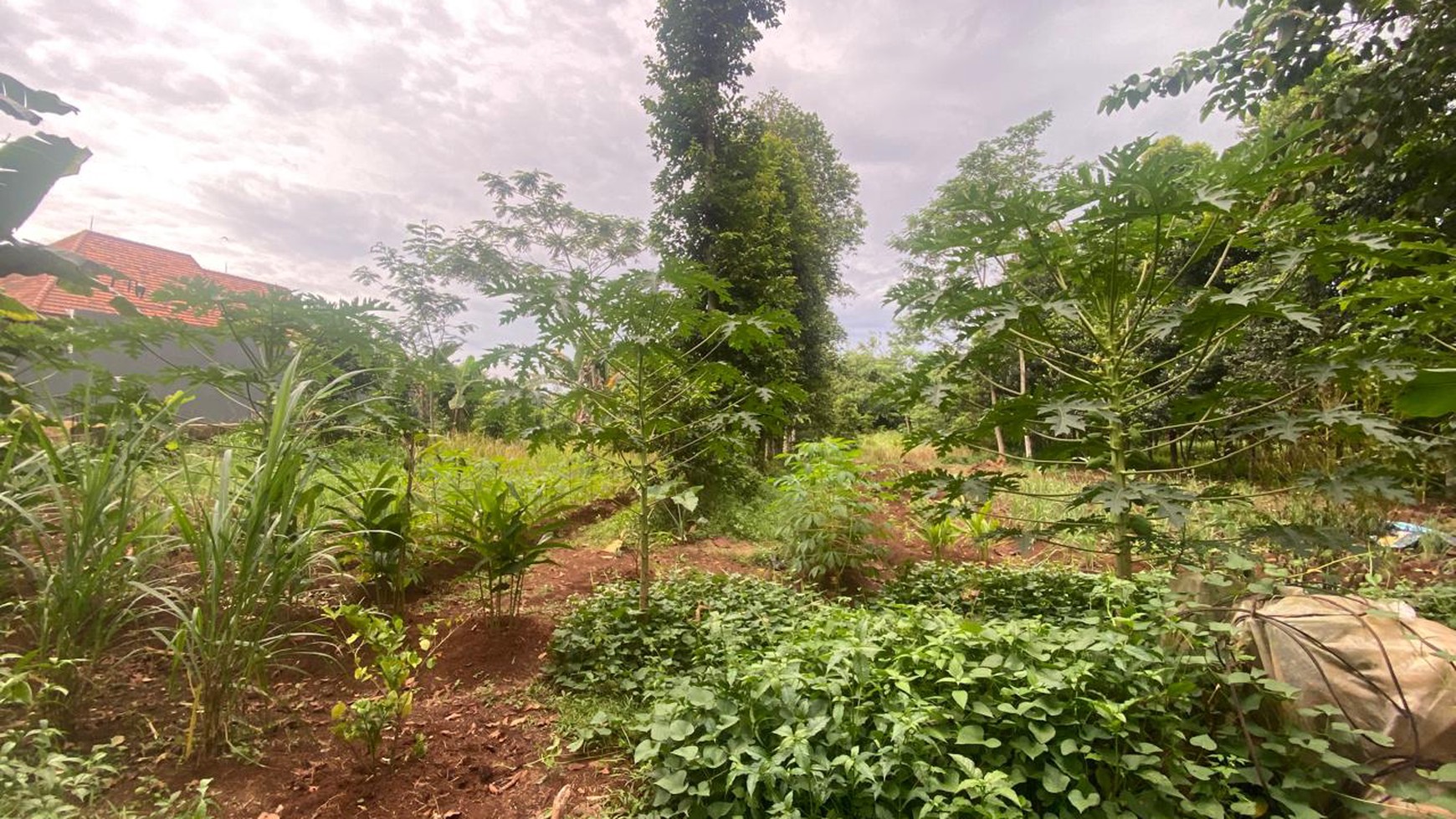 TANAH LUAS 2300 METER PERSEGI DI LEUWINANGGUNG, TAPOS