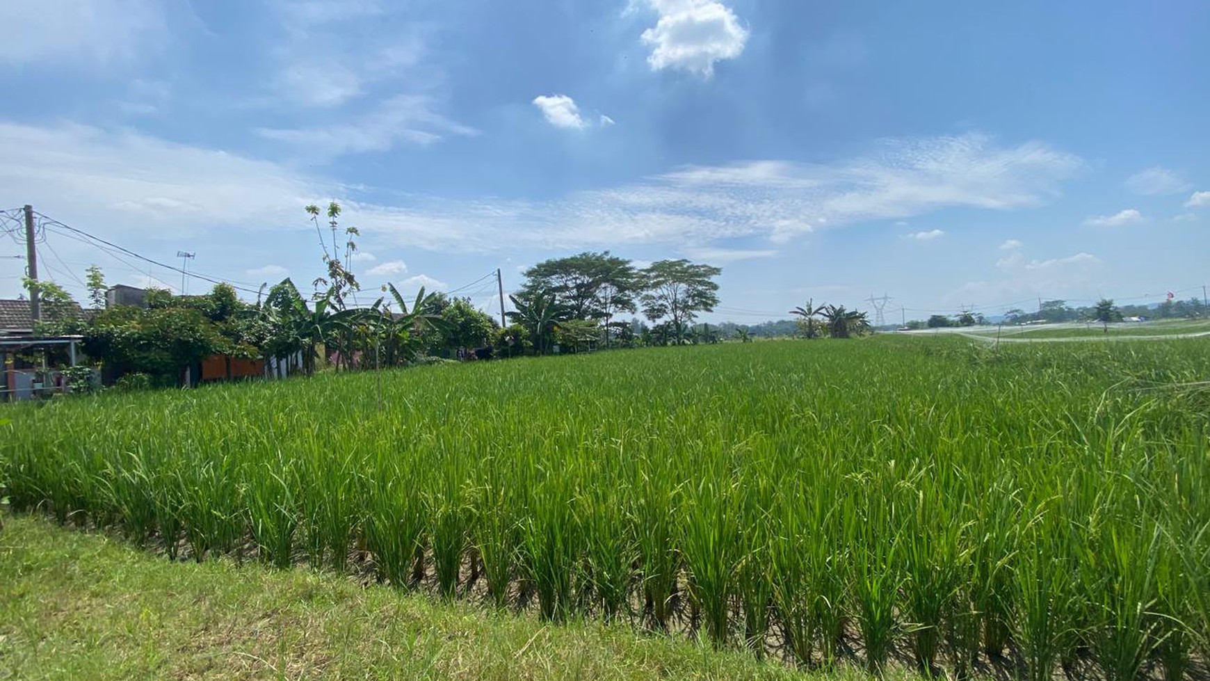 LAHAN SAWAH LUAS 2300 METER PERSEGI DI KLAPANUNGGAL BOGOR