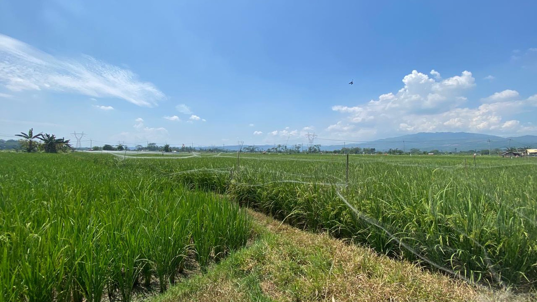 LAHAN SAWAH LUAS 2300 METER PERSEGI DI KLAPANUNGGAL BOGOR