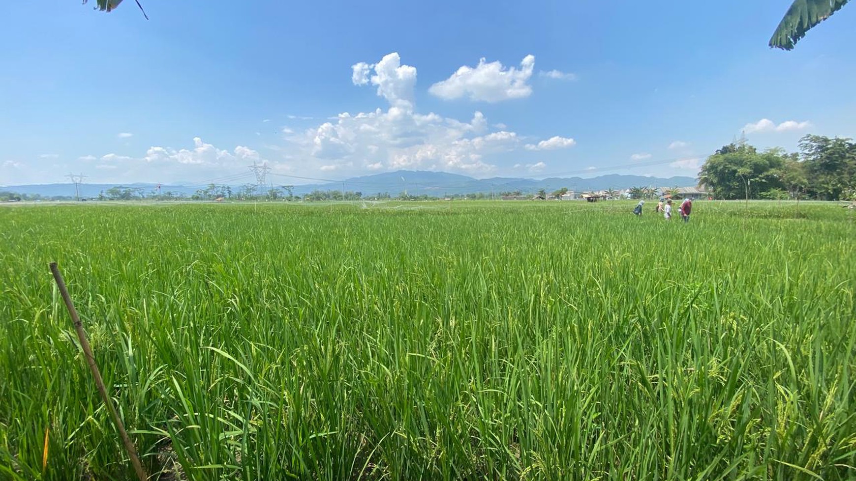 LAHAN SAWAH LUAS 2300 METER PERSEGI DI KLAPANUNGGAL BOGOR