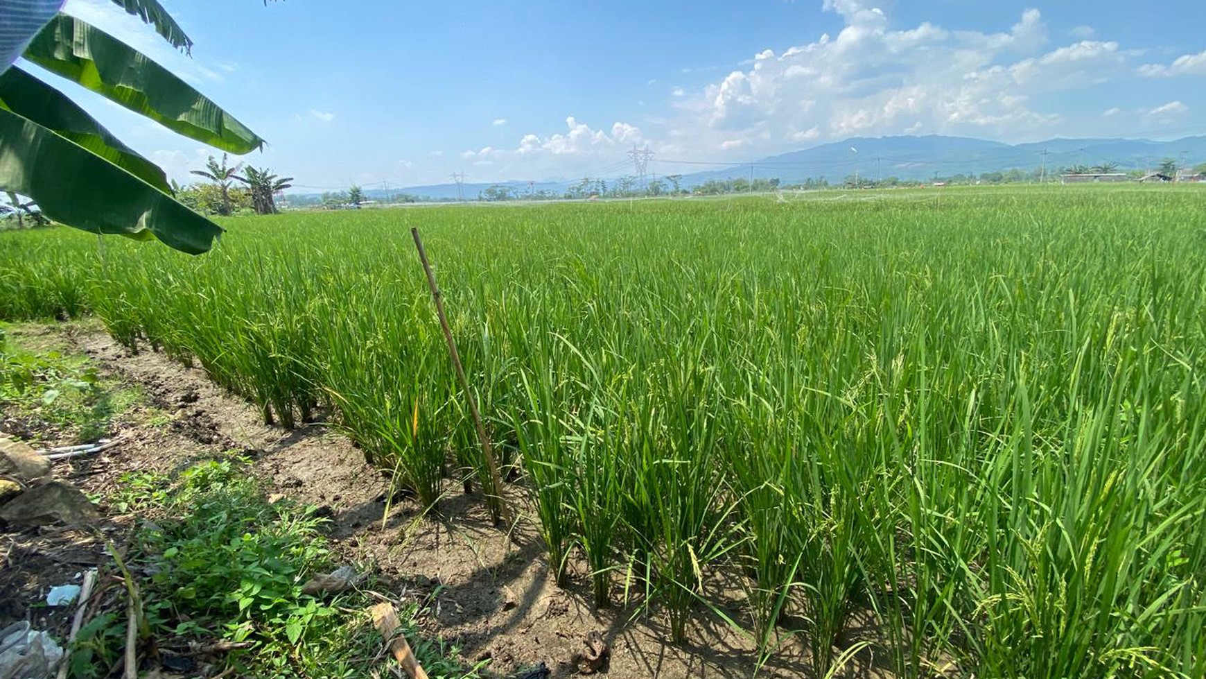 LAHAN SAWAH LUAS 2300 METER PERSEGI DI KLAPANUNGGAL BOGOR