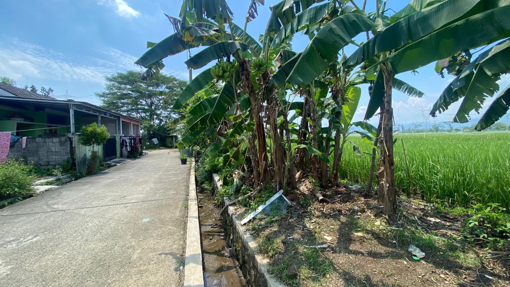 LAHAN SAWAH LUAS 2300 METER PERSEGI DI KLAPANUNGGAL BOGOR