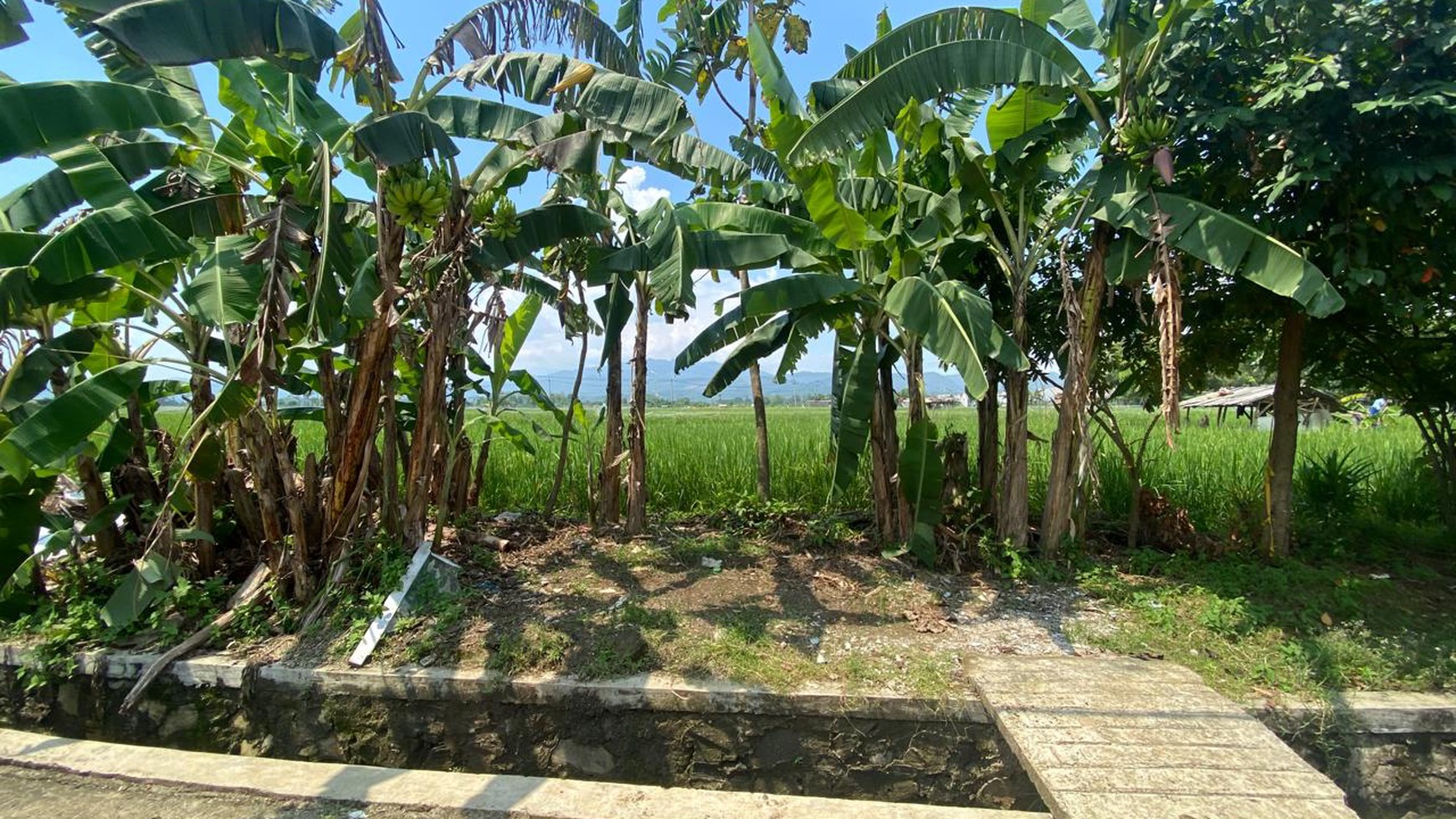 LAHAN SAWAH LUAS 2300 METER PERSEGI DI KLAPANUNGGAL BOGOR