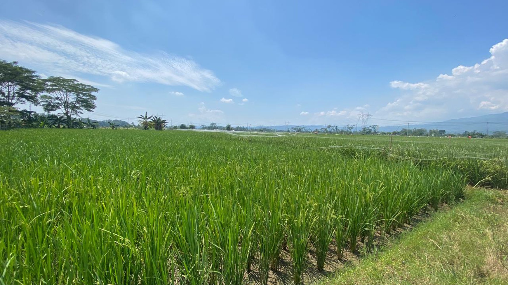 LAHAN SAWAH LUAS 2300 METER PERSEGI DI KLAPANUNGGAL BOGOR