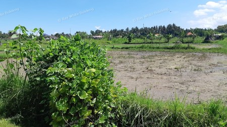 Land for sale in central Lovina