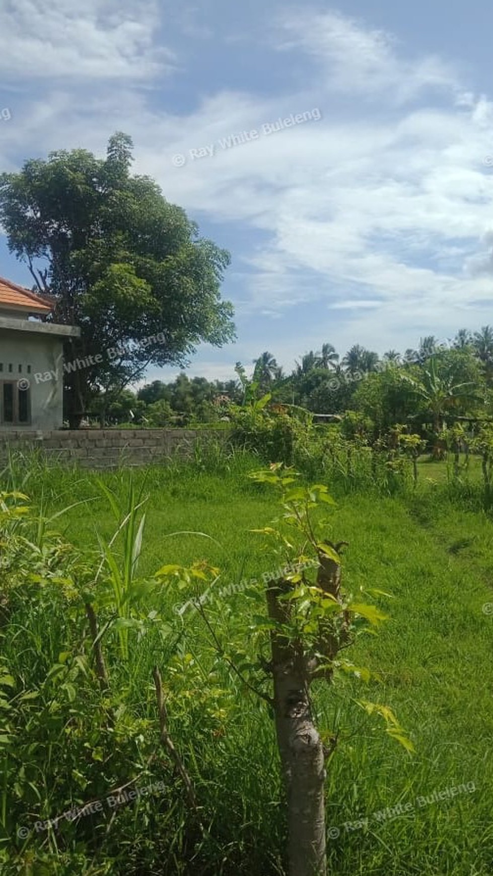 Land For Sale in Lovina
