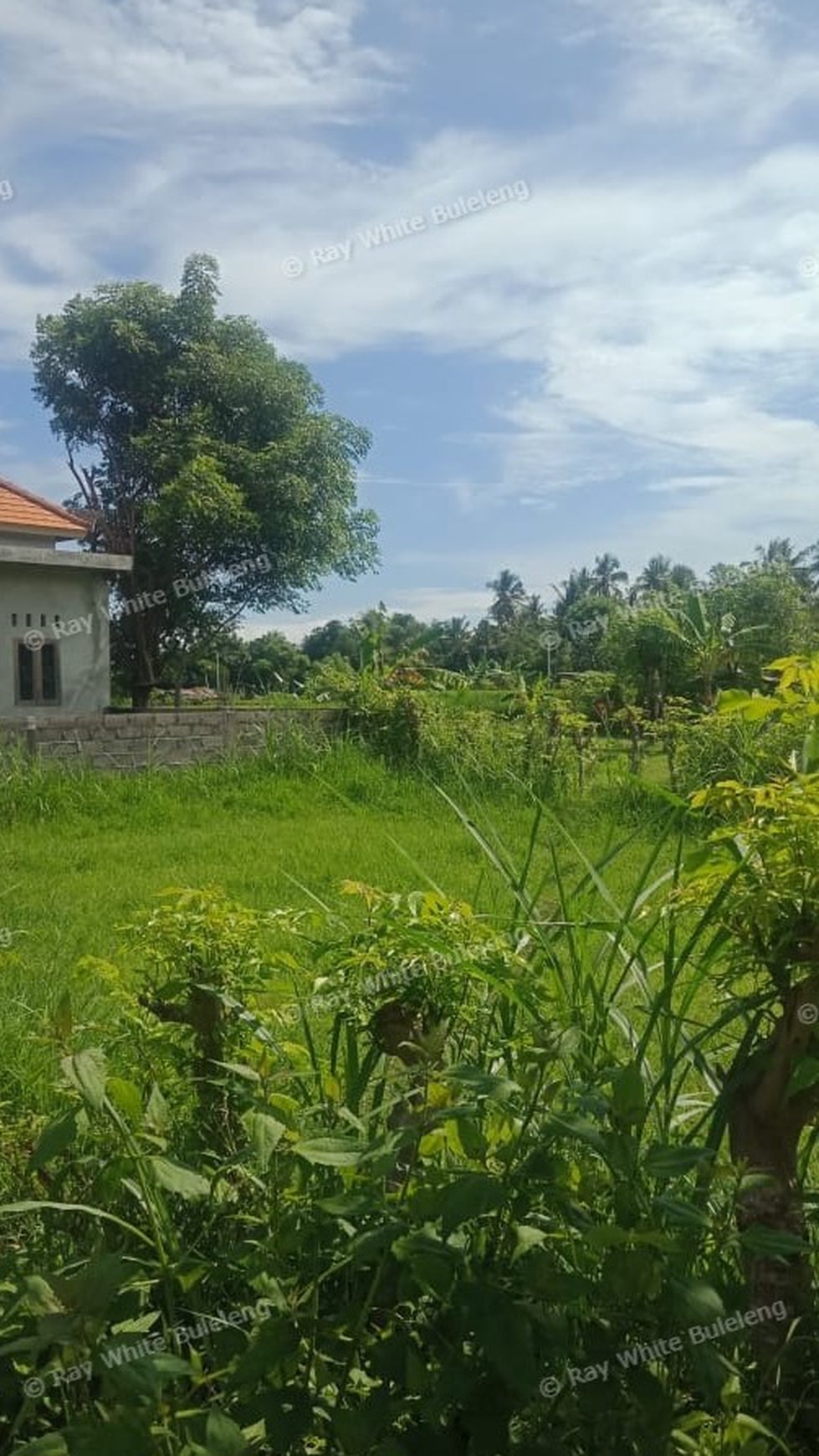 Land For Sale in Lovina