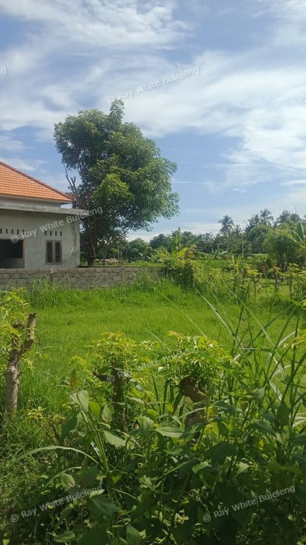Land For Sale in Lovina