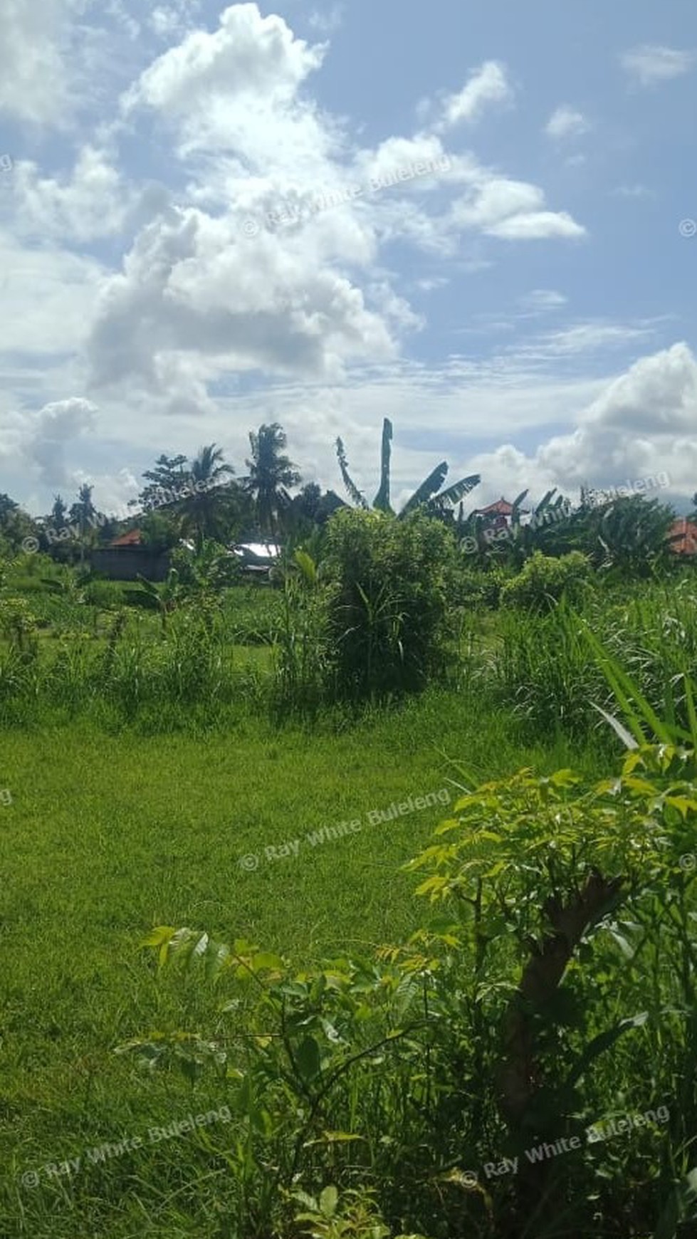 Land For Sale in Lovina