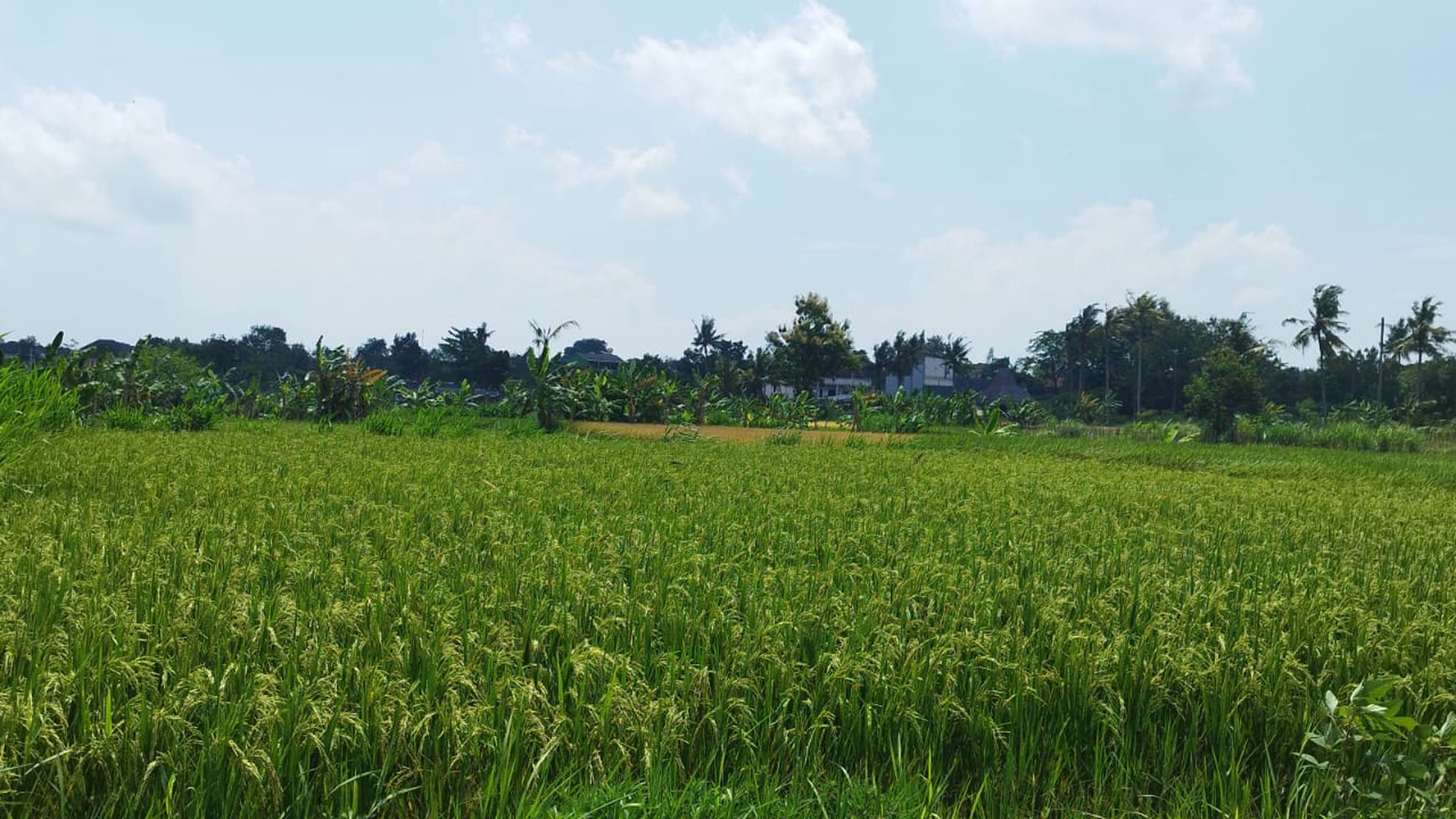 Tanah Sawah Luas 1337 Meter Persegi Lokasi Rejodani Ngaglik Sleman