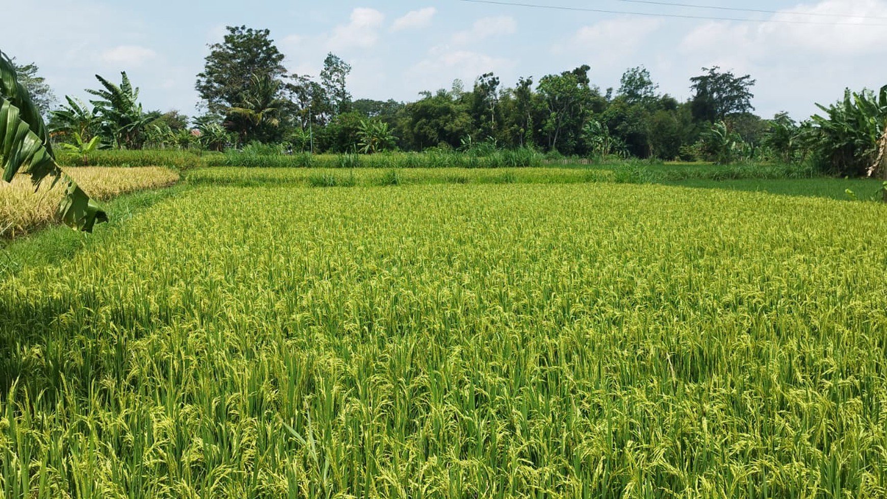 Tanah Sawah Luas 1337 Meter Persegi Lokasi Rejodani Ngaglik Sleman