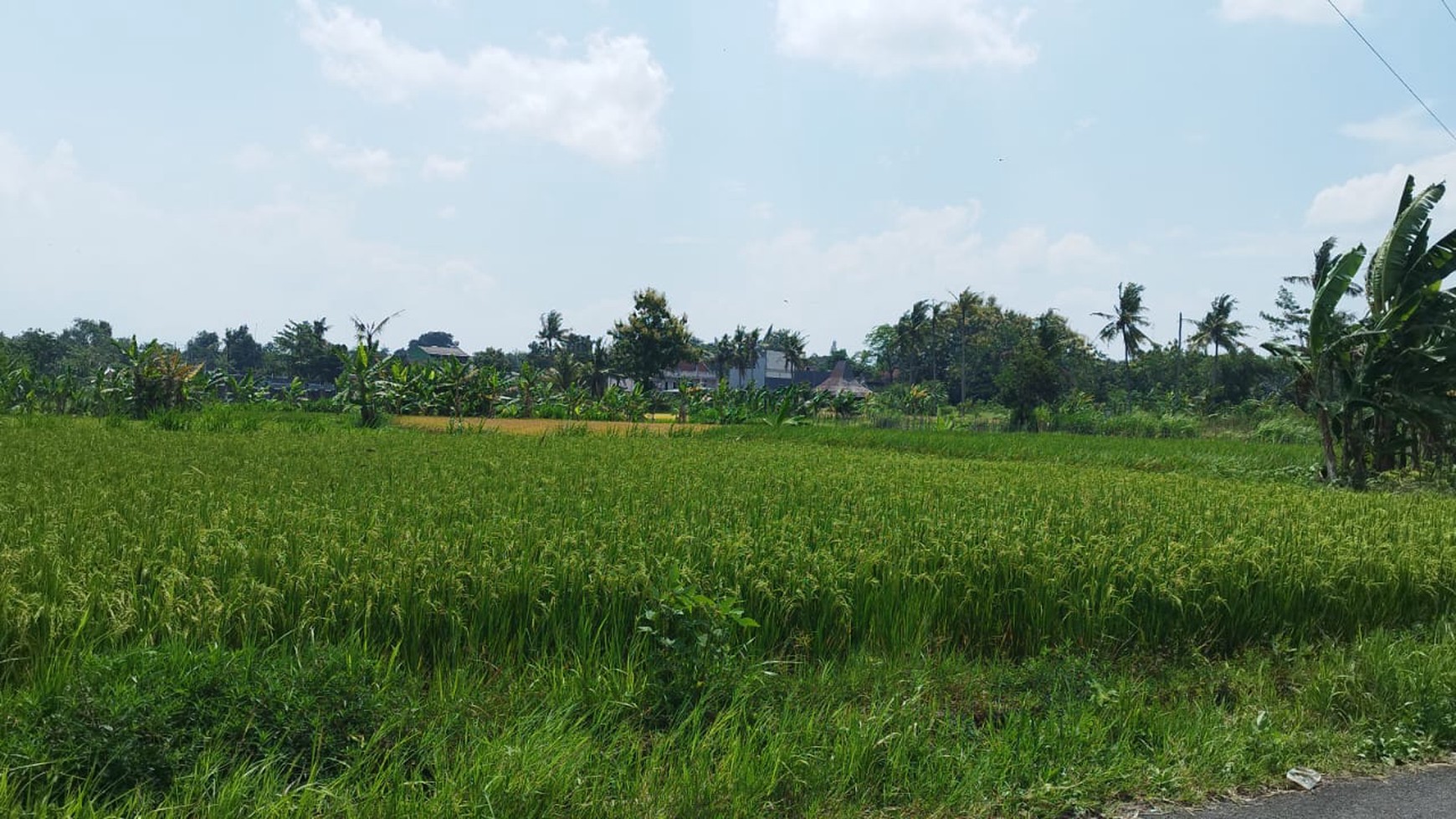 Tanah Sawah Luas 1337 Meter Persegi Lokasi Rejodani Ngaglik Sleman
