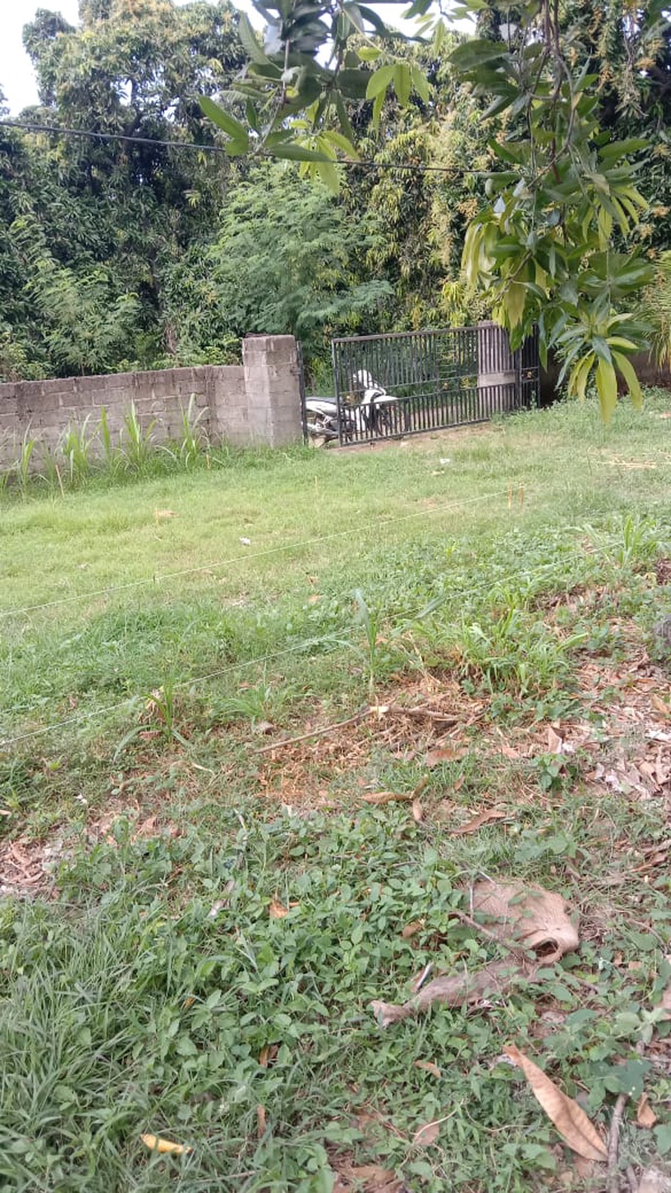 Eco-Rich Land with Subak Flow - Ideal for Agribusiness & Villa Development