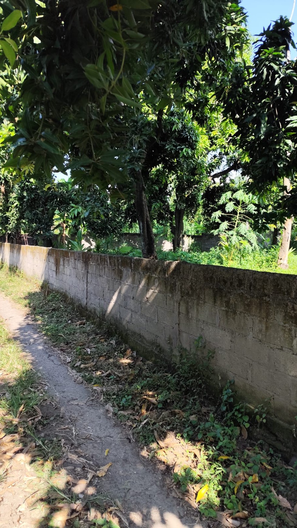 Eco-Rich Land with Subak Flow - Ideal for Agribusiness & Villa Development