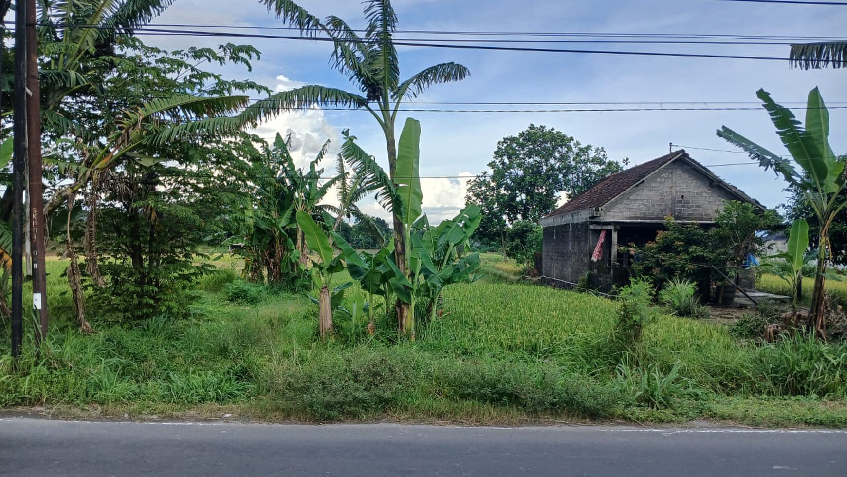 Tanah Sawah 2015 Meter Persegi Lokasi Dekat Candi Prambanan Klaten