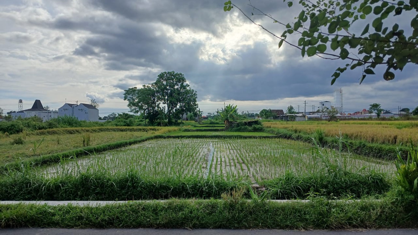 Tanah Sawah 2015 Meter Persegi Lokasi Dekat Candi Prambanan Klaten