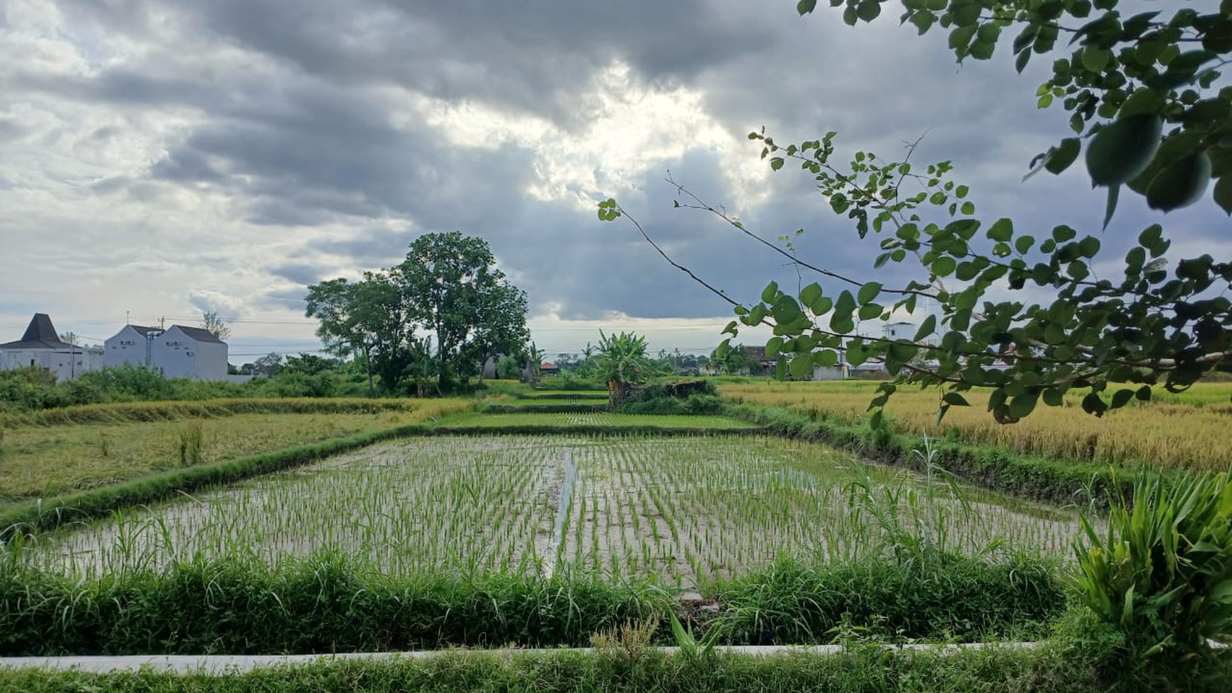 Tanah Sawah 2015 Meter Persegi Lokasi Dekat Candi Prambanan Klaten