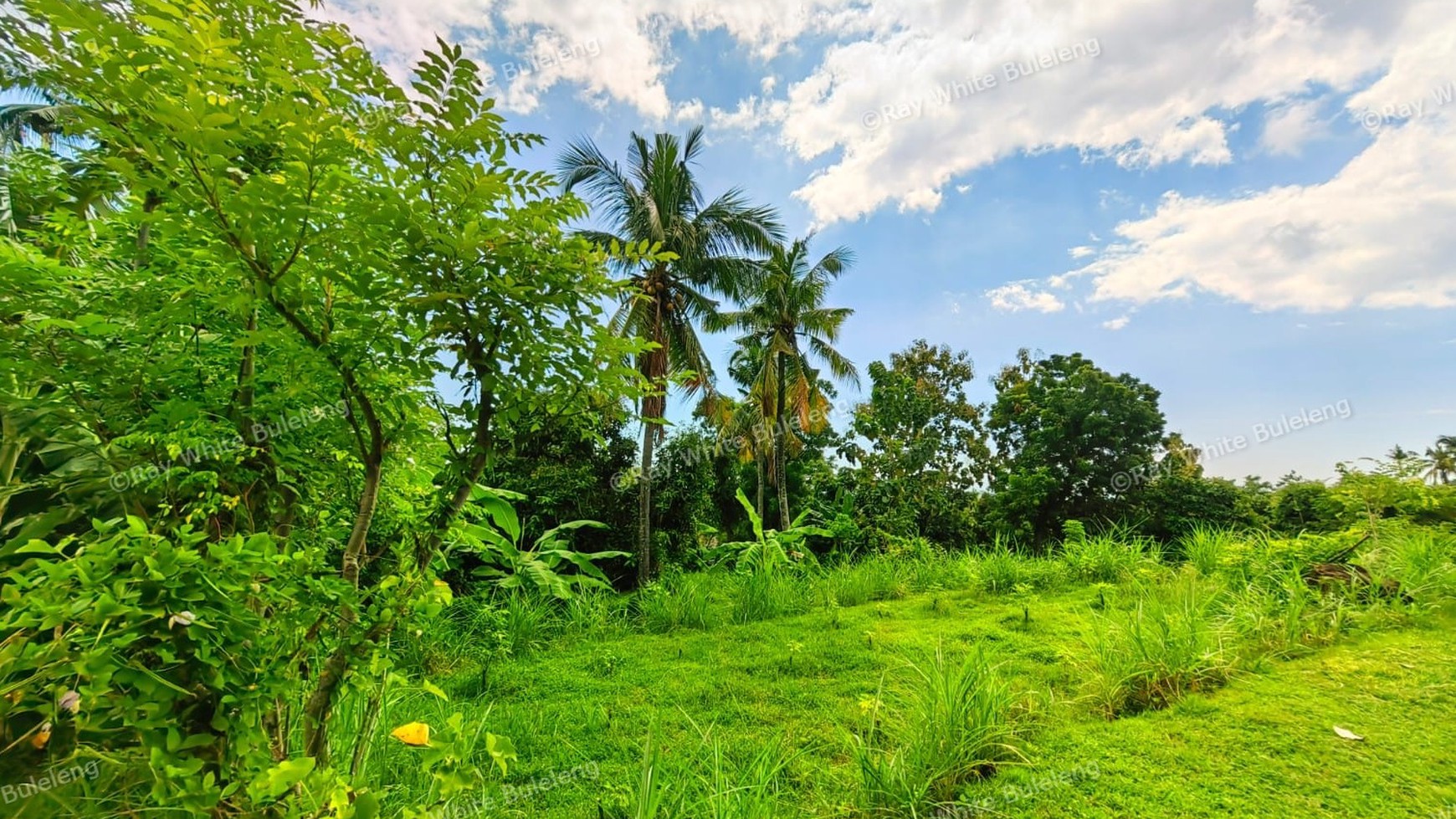 1500 SQM LAND IN KAYU PUTIH - IDEAL LOCATION NEAR LOVINA BEACH