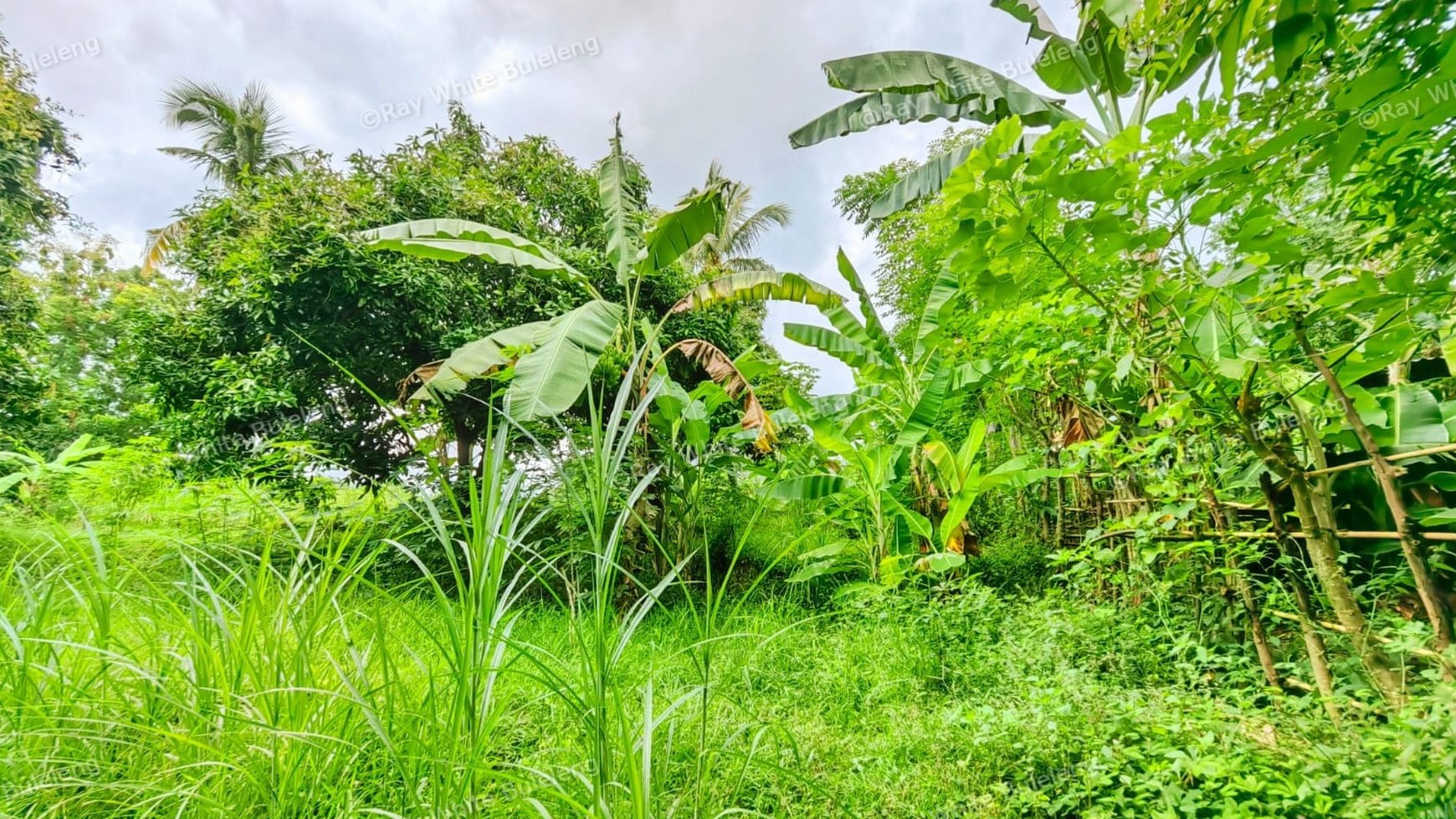 1500 SQM LAND IN KAYU PUTIH - IDEAL LOCATION NEAR LOVINA BEACH