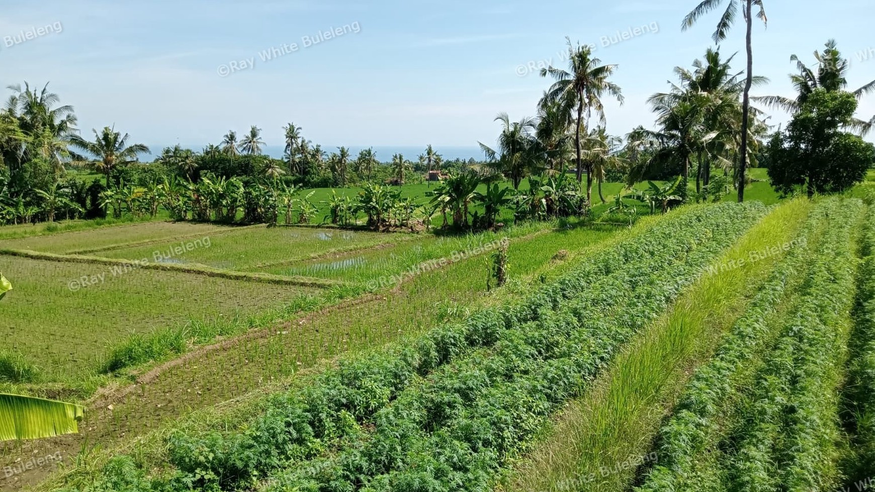 HILLSIDE VILLA IN PANJI WITH GUEST HOUSES AND BEAUTIFUL VIEW