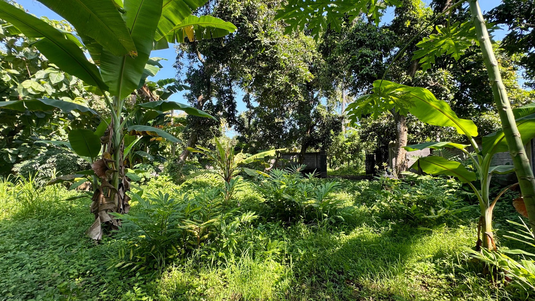 PEACEFUL TROPICAL LAND NEAR LOVINA CENTRAL