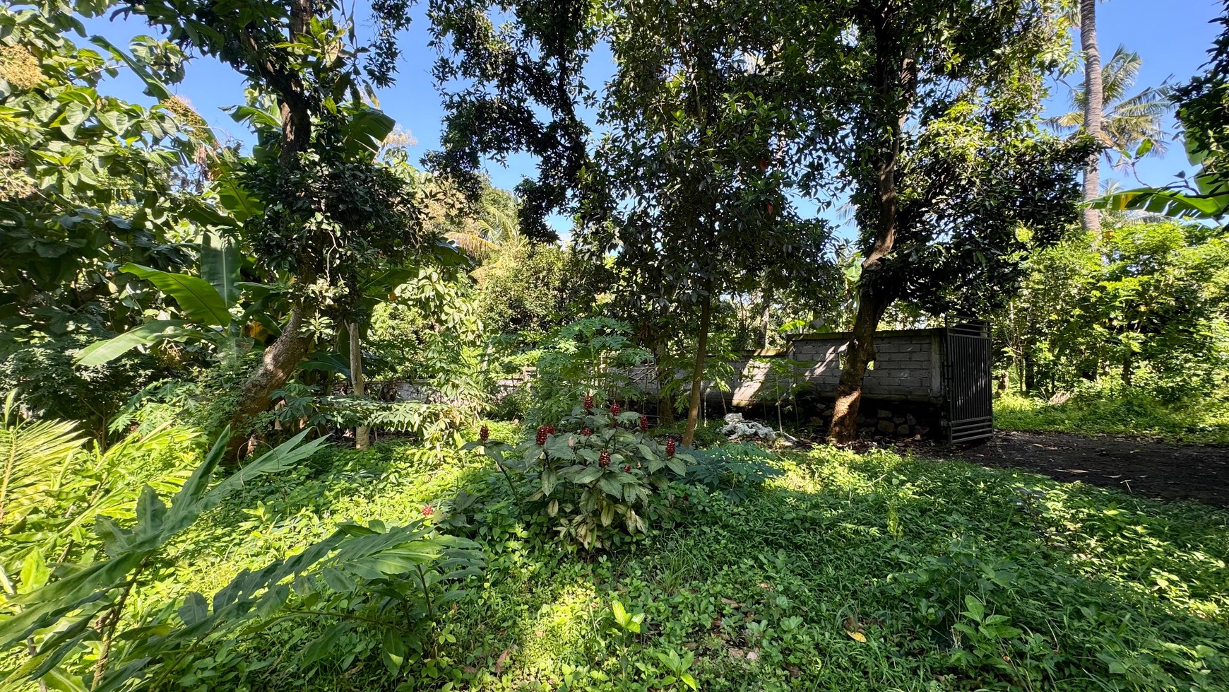 PEACEFUL TROPICAL LAND NEAR LOVINA CENTRAL