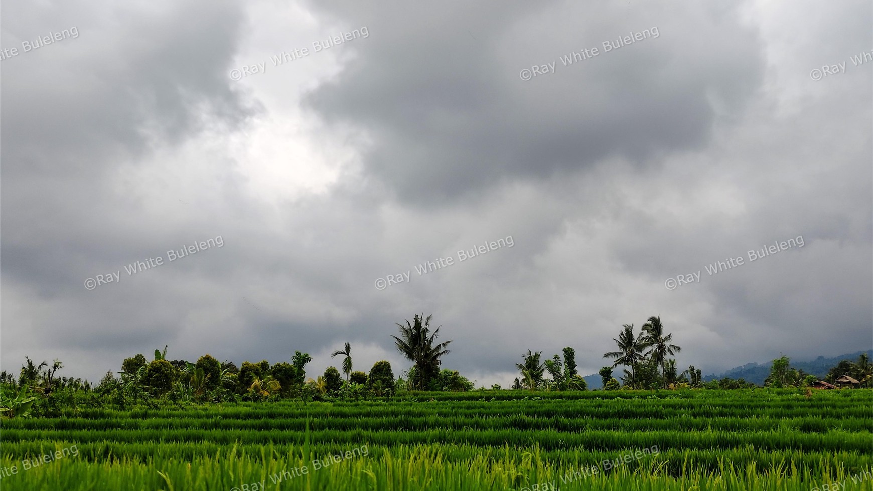 FREEHOLD OCEAN VIEW LAND IN LOVINA