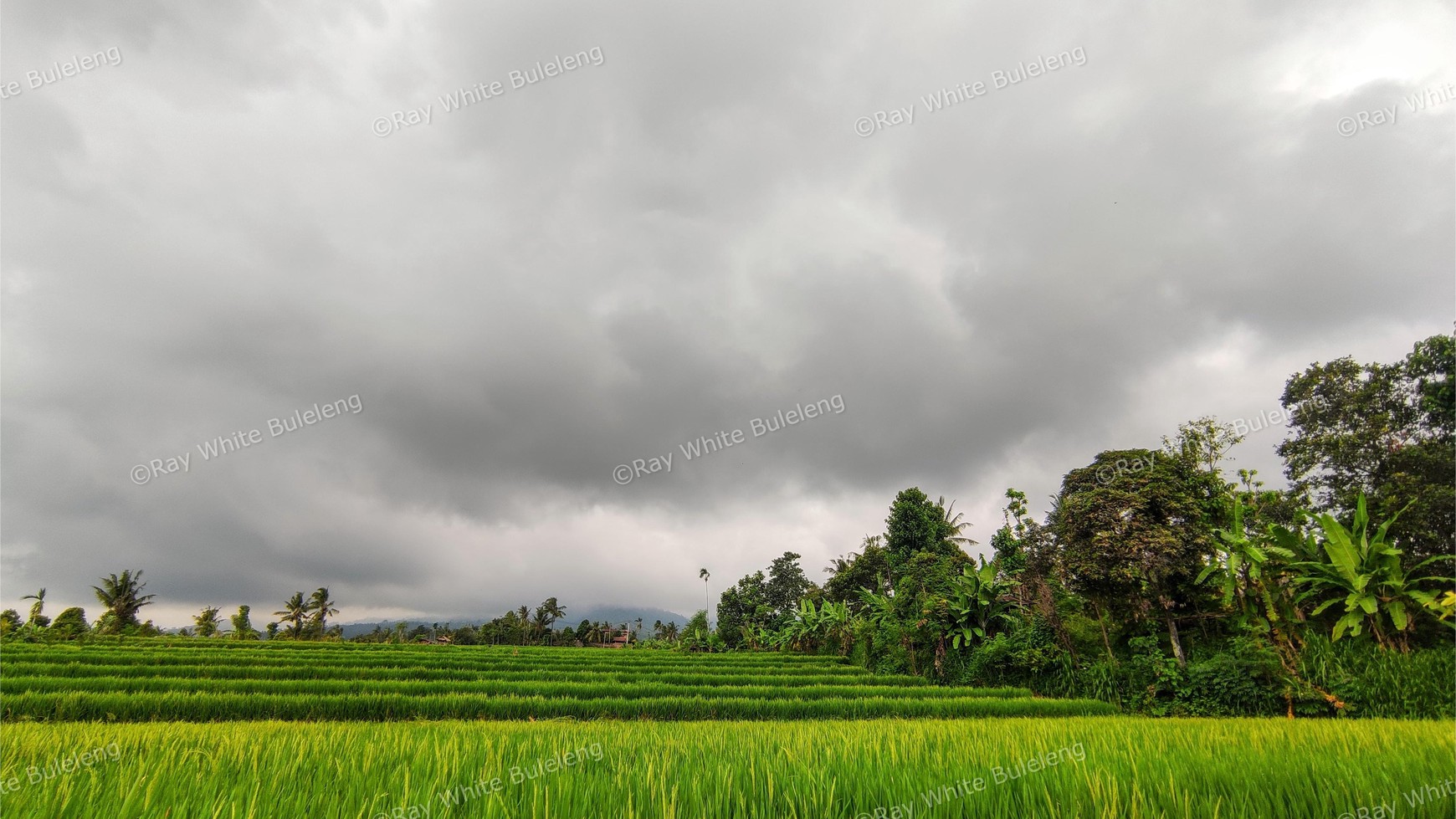 FREEHOLD OCEAN VIEW LAND IN LOVINA