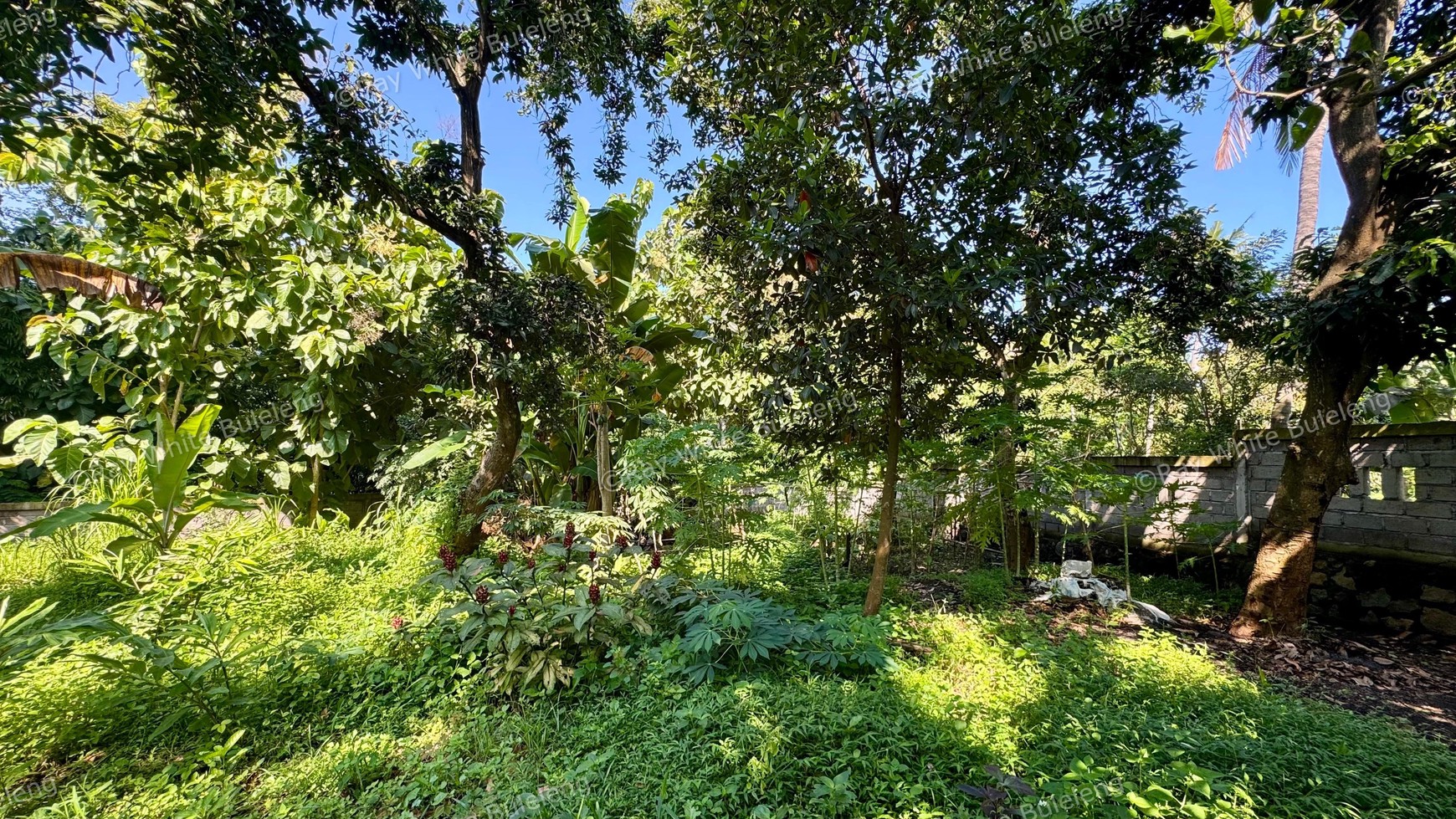 PEACEFUL TROPICAL LAND NEAR LOVINA CENTRAL