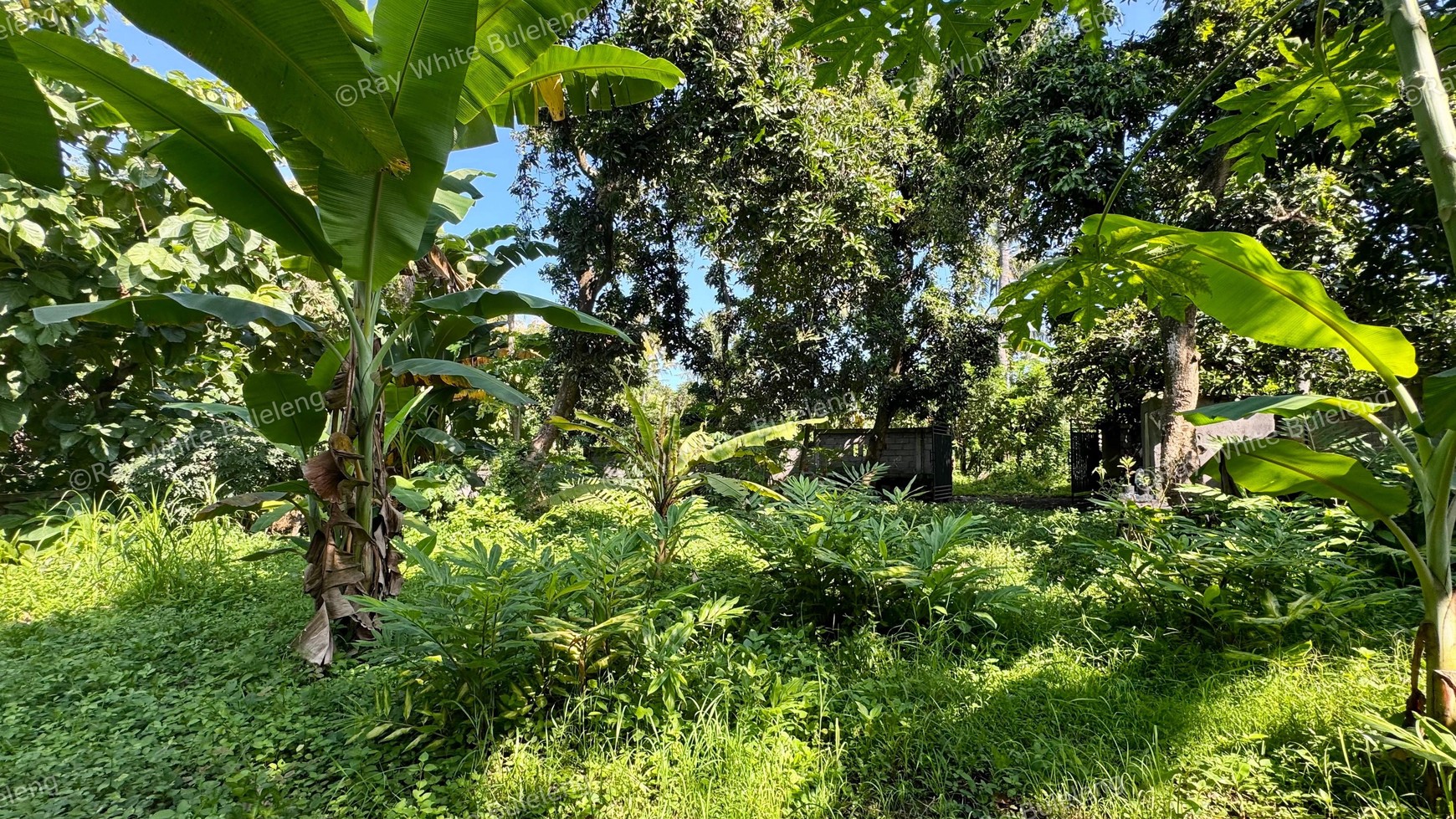 PEACEFUL TROPICAL LAND NEAR LOVINA CENTRAL