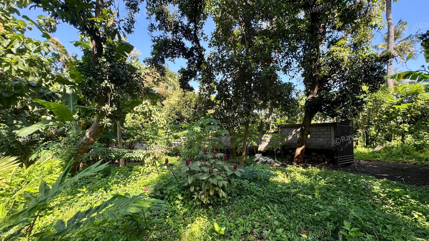 PEACEFUL TROPICAL LAND NEAR LOVINA CENTRAL