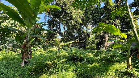 PEACEFUL TROPICAL LAND NEAR LOVINA CENTRAL