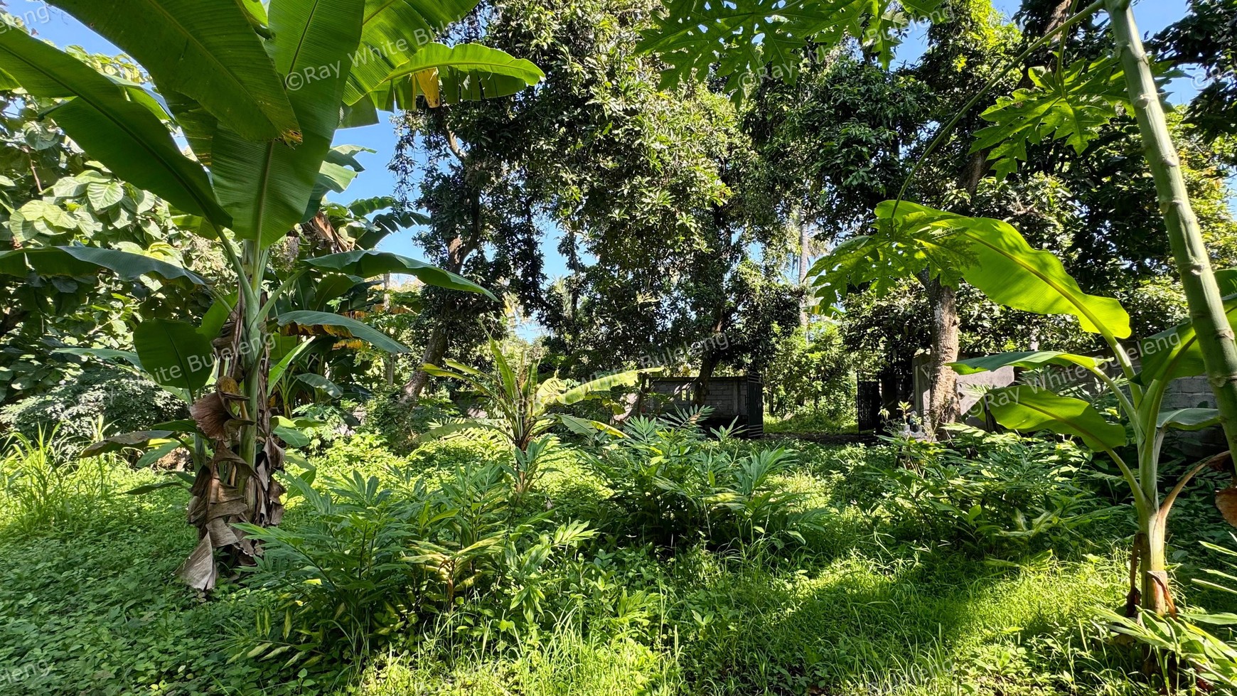 PEACEFUL TROPICAL LAND NEAR LOVINA CENTRAL