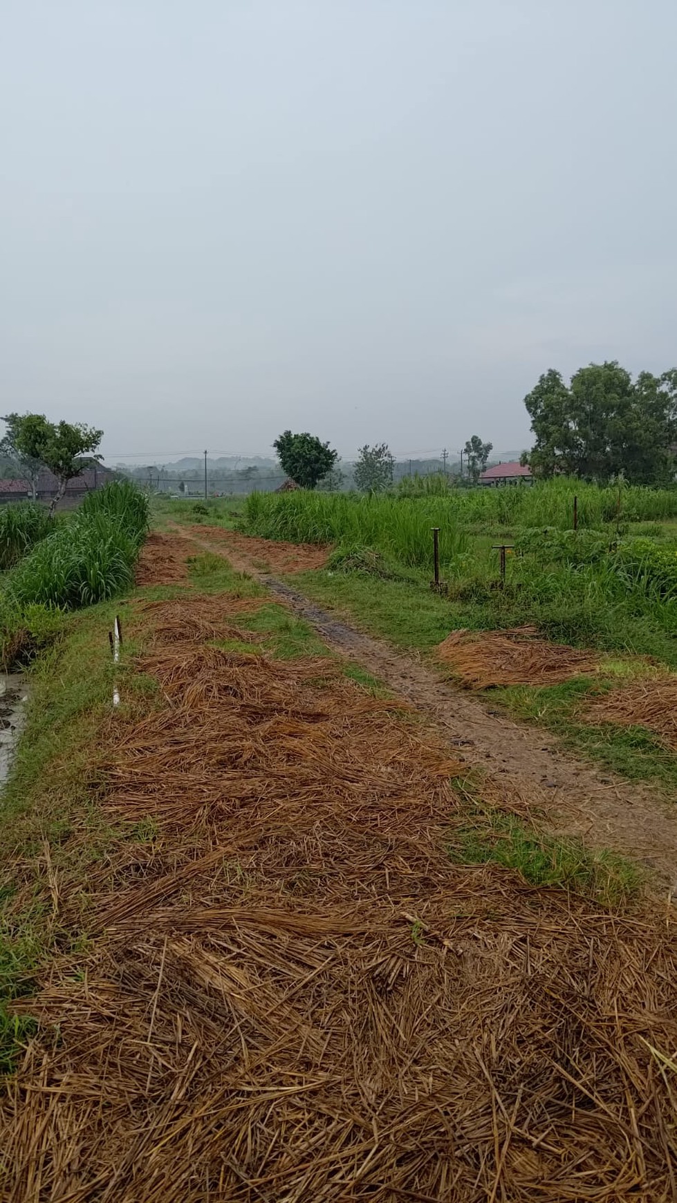 Tanah Sawah 1.673 Meter Persegi DI Pinggir Jalan Raya Pengasih Kulon Progo