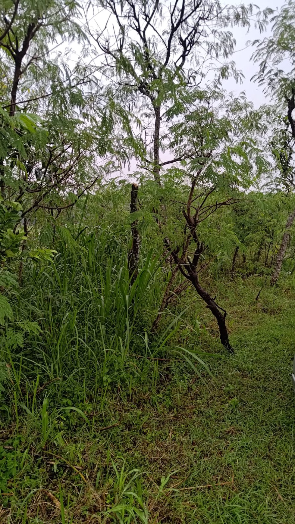 Tanah Sawah 1.673 Meter Persegi DI Pinggir Jalan Raya Pengasih Kulon Progo