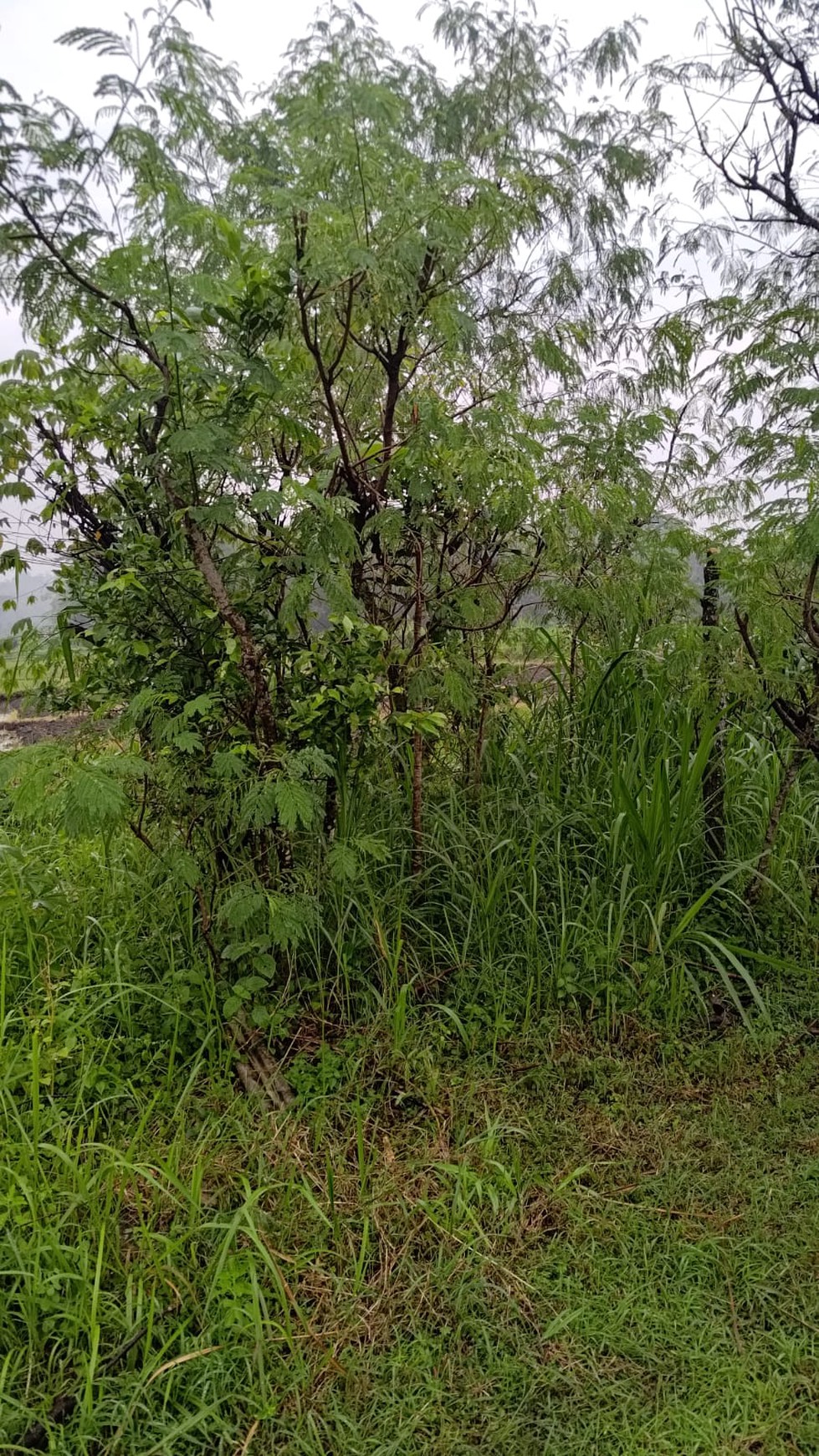 Tanah Sawah 1.673 Meter Persegi DI Pinggir Jalan Raya Pengasih Kulon Progo