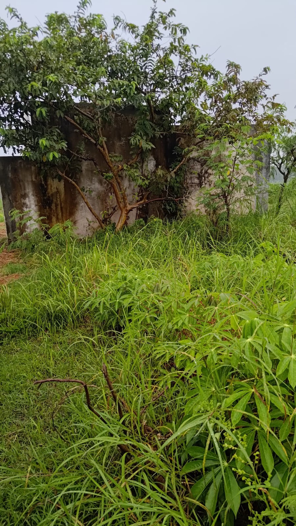 Tanah Sawah 1.673 Meter Persegi DI Pinggir Jalan Raya Pengasih Kulon Progo