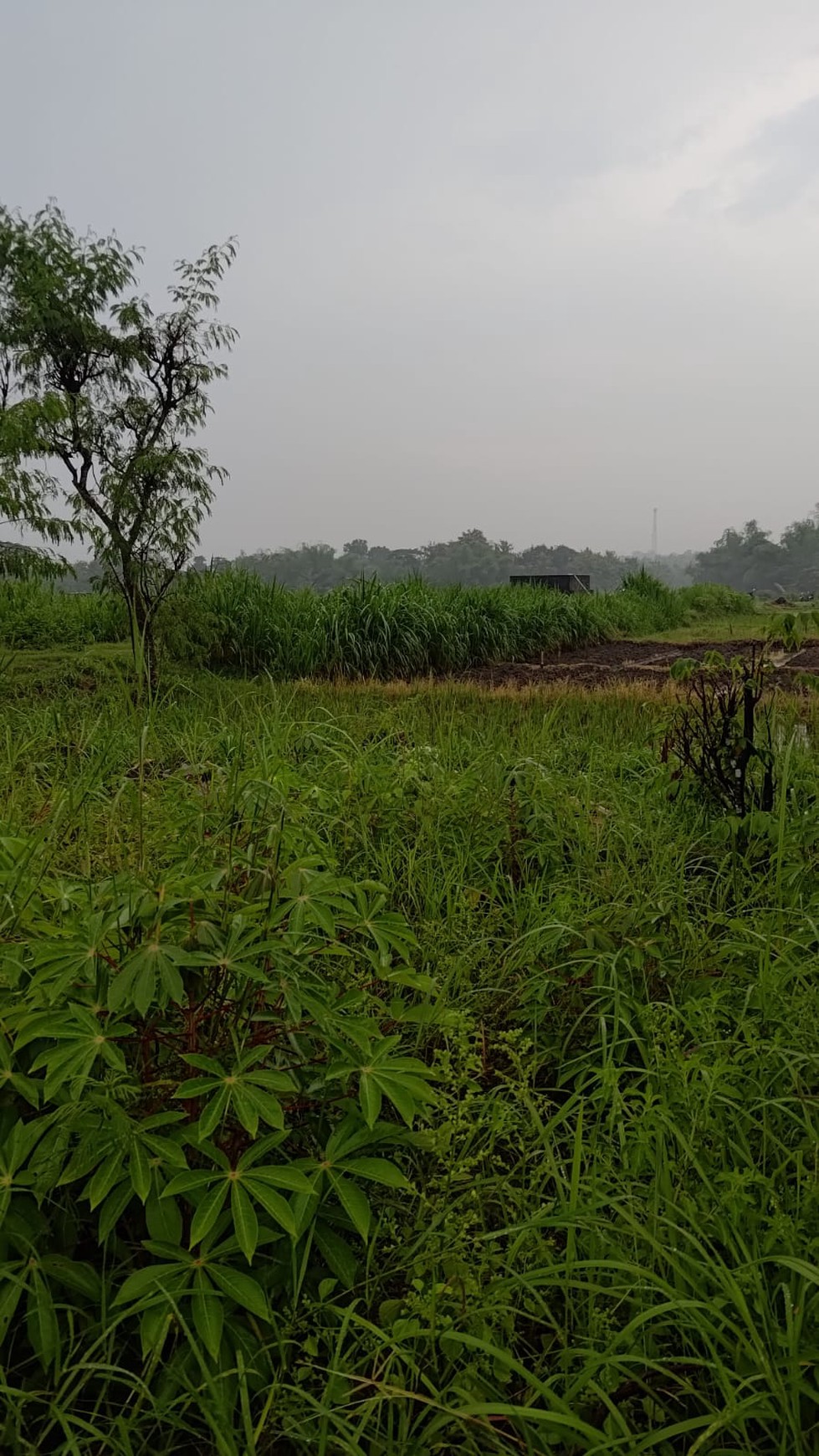 Tanah Sawah 1.673 Meter Persegi DI Pinggir Jalan Raya Pengasih Kulon Progo