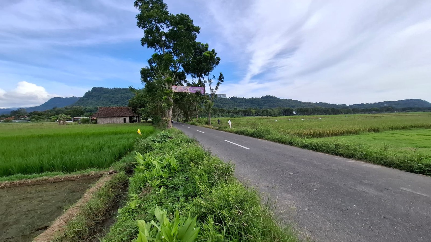 Tanah Sawah Luas 898 Meter Persegi Lokasi di Daerah Prambanan Sleman 