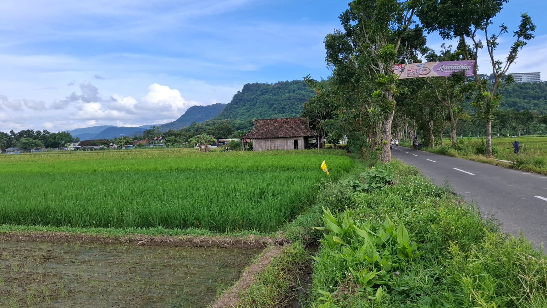 Tanah Sawah Luas 898 Meter Persegi Lokasi di Daerah Prambanan Sleman 