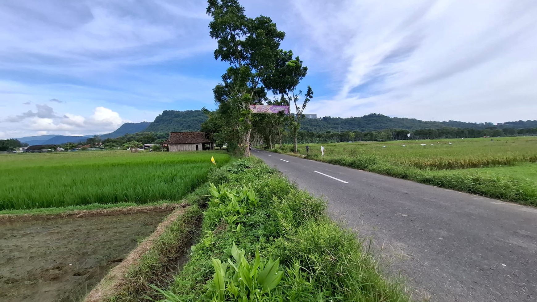 Tanah Sawah Luas 898 Meter Persegi Lokasi di Daerah Prambanan Sleman 