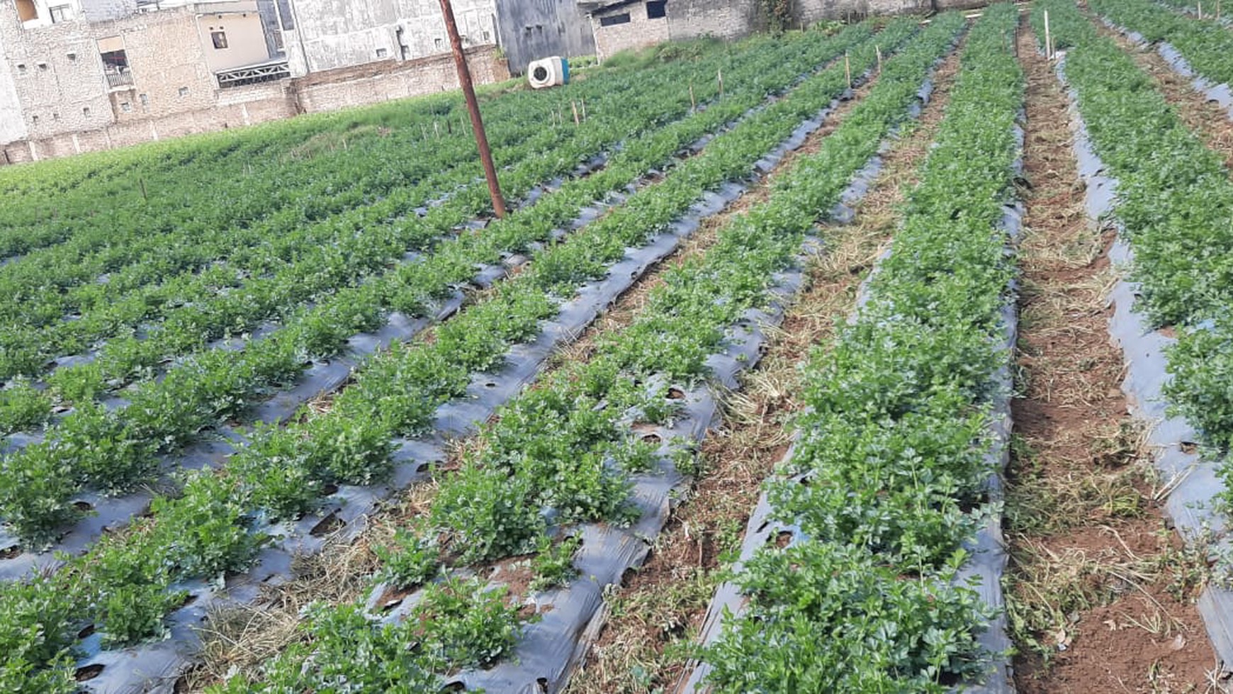 Tanah Lokasi Strategis di Lembang, Bandung cocok untuk Agrobisnis, Perumahan, Hotel dan Villa