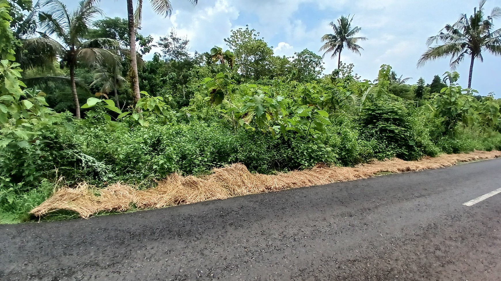 Tanah 6500 Meter Persegi Dekat SDN Bolang Girikarto Panggang Gunungkidul