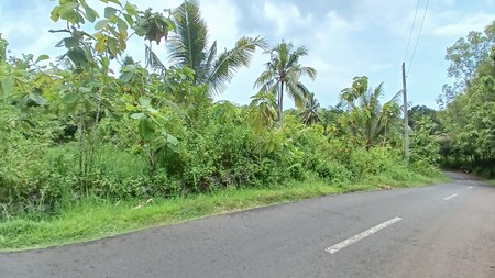 Tanah 6500 Meter Persegi Dekat SDN Bolang Girikarto Panggang Gunungkidul