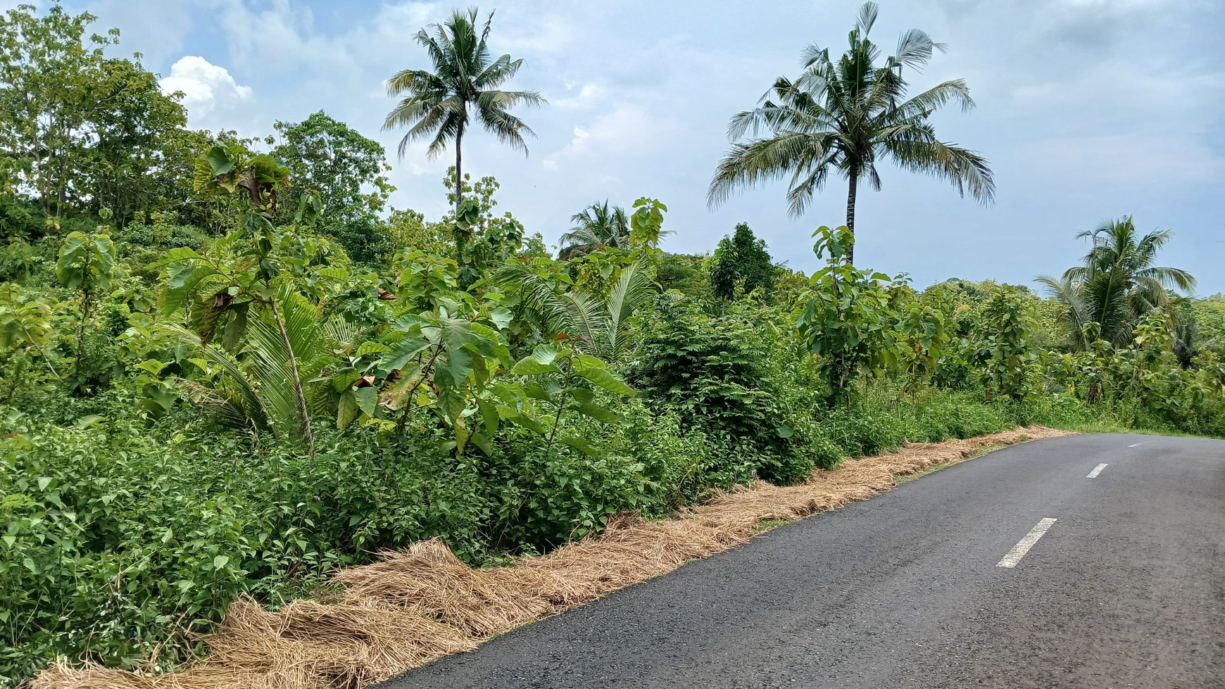 Tanah 6500 Meter Persegi Dekat SDN Bolang Girikarto Panggang Gunungkidul